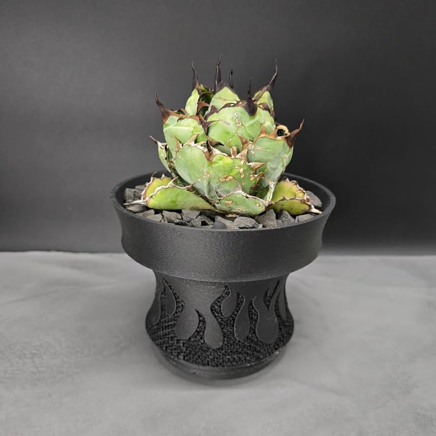 雷鳴4号　青　紫　金　3個セット　3dプリンター鉢　作家鉢　アガベ 雷鳴4号 青 紫 金 3個セット 3dプリンター鉢 作家鉢 アガベ